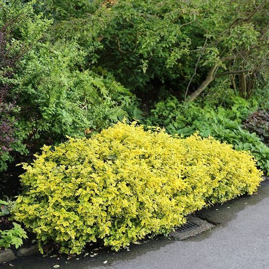 Euonymus fortunei Emerald'n Gold